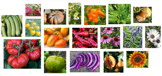 Plants vrac